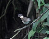 Buff-rumped Warbler_1682.jpg