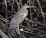 Bare-throated Tiger-Heron - juvenile_2668.jpg