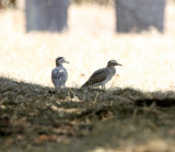 Double-striped Thick-knee_4553.jpg