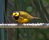 Hooded Warbler - male_3624.jpg