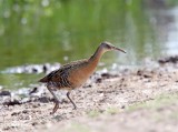 King Rail_4032.jpg