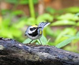 Golden-winged Warbler - male_4181.jpg