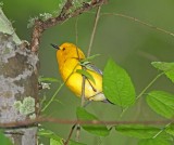 Prothonotary Warbler_3986.jpg