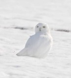 #47 Snowy Owl_4245.jpg