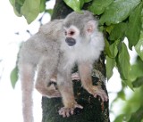 Common Squirrel Monkey - baby_4303.jpg