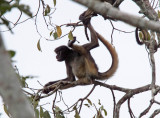 White-fronted Spider Monkey_0278.jpg