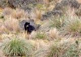 Spectacled Bear_1222.jpg