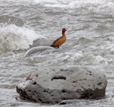 Torrent Duck - female_0354.jpg