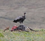 Andean Condor - juvenile male_6895.jpg