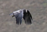 Andean Condor - juvenile male_6914.jpg
