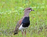 Southern Lapwing_6195.jpg