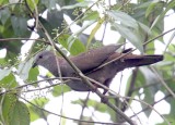 Dusky Pigeon_8724.jpg
