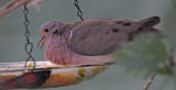 Eared Dove_7383.jpg