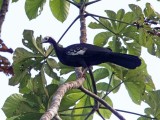 Blue-throated Piping-Guan_5391.jpg