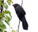 Smooth-billed Ani_6211.jpg