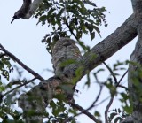 Great Potoo_4740.jpg