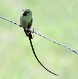 Black-tailed Trainbearer - male_7329.jpg