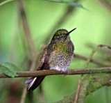 Buff-tailed Coronet_1741.jpg