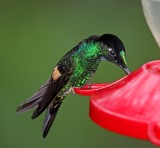 Buff-winged Starfrontlet - male_1707.jpg