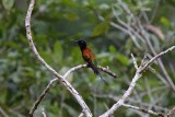 Fiery Topaz - male_5946.jpg