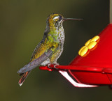 Purple-bibbed Whitetip - female_7803.jpg