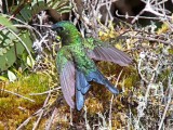 Sapphire-vented Puffleg_7714.jpg