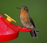 Tyrian Metaltail - female_1688.jpg