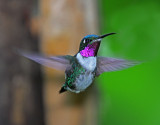 White-bellied Woodstar - male_1679.jpg