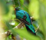 Golden-headed Quetzal - male_7792.jpg