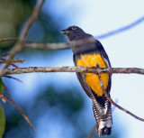 Green-backed Trogon - female_5142.jpg