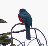 Masked Trogon - male_0483.jpg