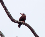 White-eared Jacamar_6005.jpg