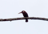 White-eared Jacamar_6034.jpg