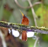 Yellow-billed Jacamar_5737.jpg