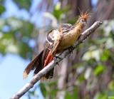 Hoatzin_5045.jpg
