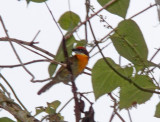 Scarlet-crowned Barbet - male_0107.jpg