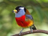 Toucan Barbet_8061.jpg