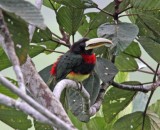 Ivory-billed Aracari_5586.jpg