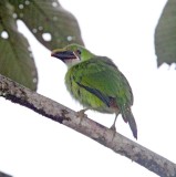 White-throated Toucanet_0506.jpg