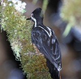 Powerful Woodpecker - female_1069.jpg