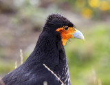 Carunculated Caracara_6668.jpg