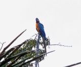 Blue-and-yellow Macaw_5438.jpg