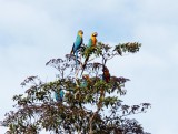 Blue-and-Yellow Macaws_4611.jpg