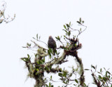 White-capped Parrot_1402.jpg