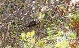 Andean Tit-Spinetail_6484.jpg