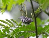 Amazonian Streaked Antwren - male_4857.jpg