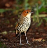 Chestnut-crowned Antpitta_1302.jpg