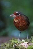 Giant Antpitta_7963.jpg