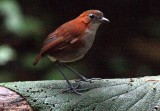 White-bellied Antpitta_0537.jpg
