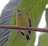Brown-capped Tyrannulet_8657.jpg